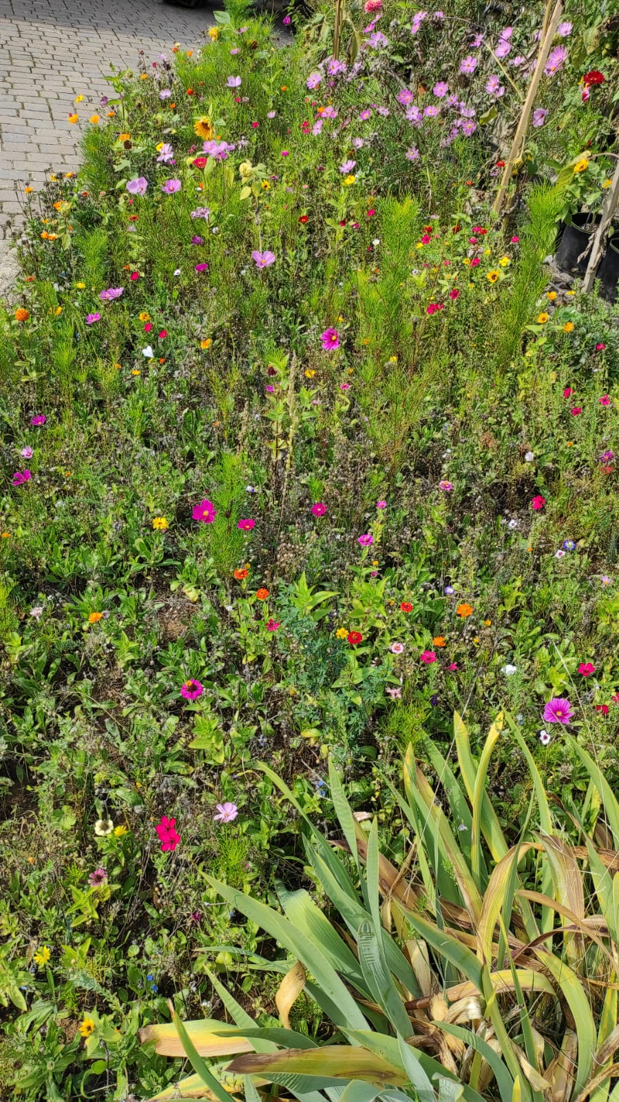 Uwe_Barth_Blühmischung_Blühwiese