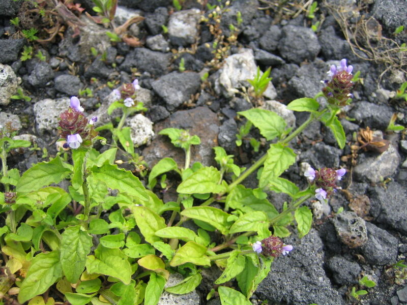 Linda-Trein_Kleine-Braunelle_Prunella-vulgarisIMG_3217