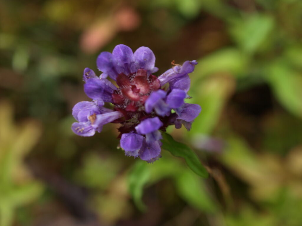 Blüte der Kleinen Braunelle
