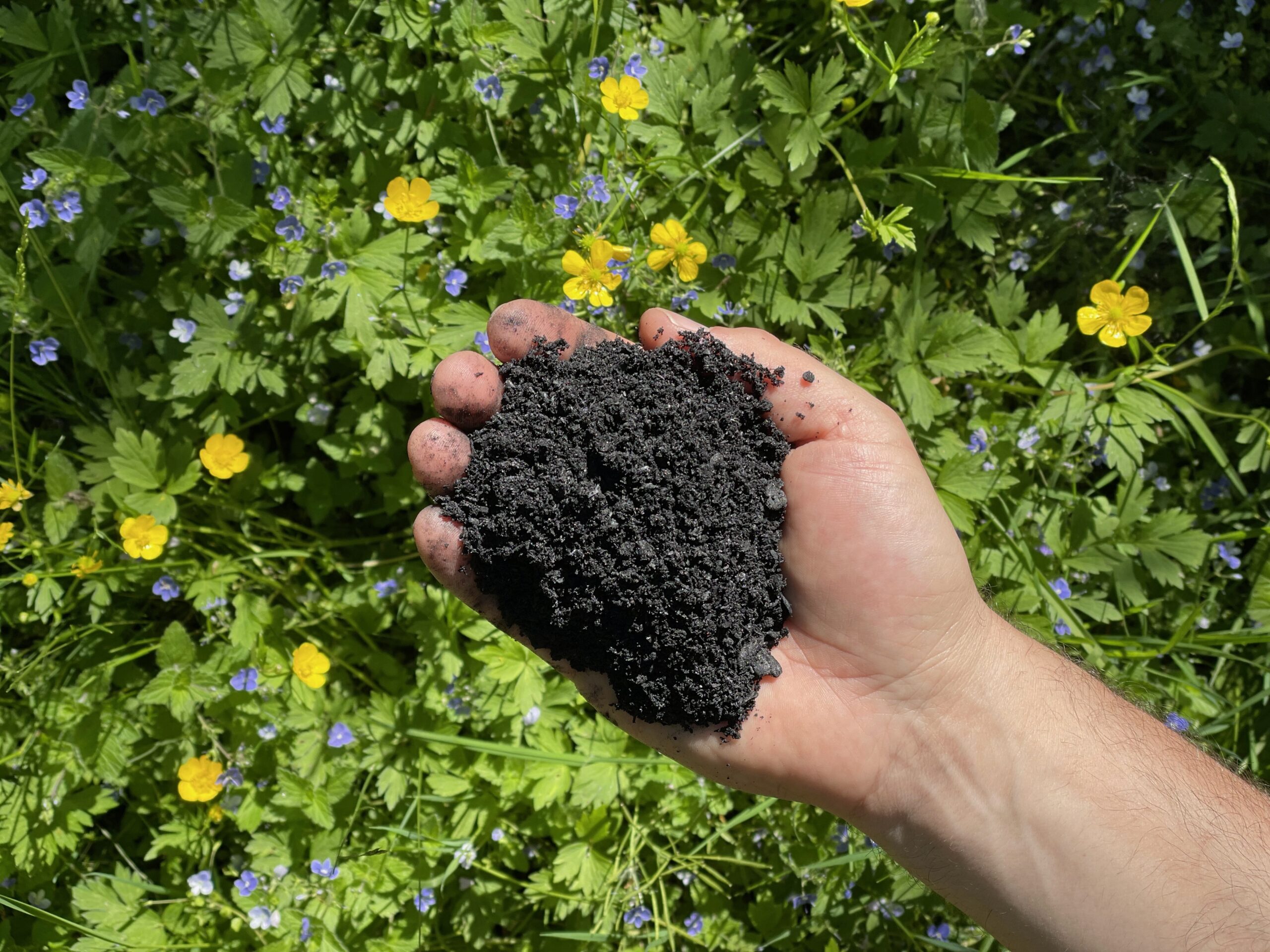 Pflanzenkohle-in-der-Hand-vor-Blueten