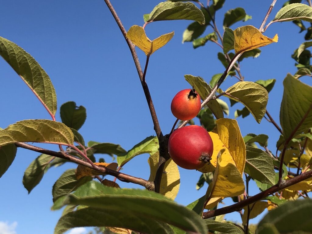 Wildapfel_Malus-slyvestris_Gross-IMG_6528