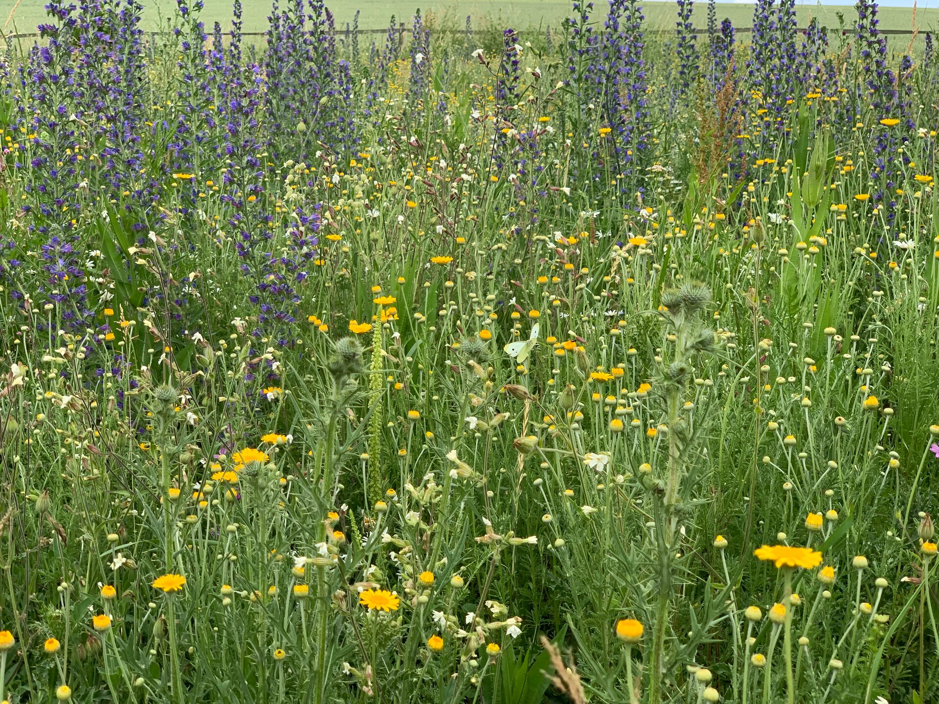 Die "Blühende Landschaft West" im 2. Standjahr. Foto: Andreas Kramer