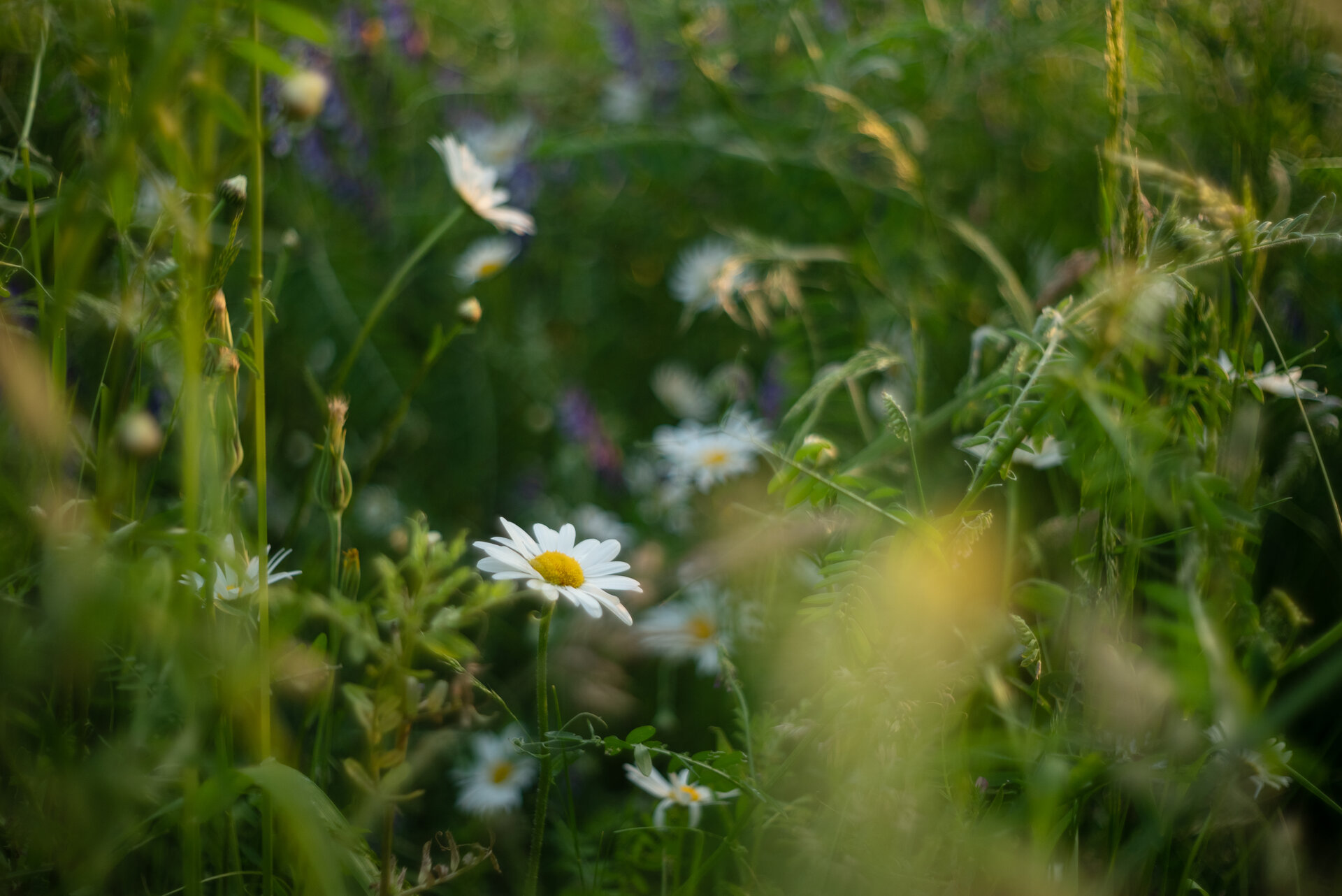 Artenreiche Wiese, Foto: Sandra Biehler