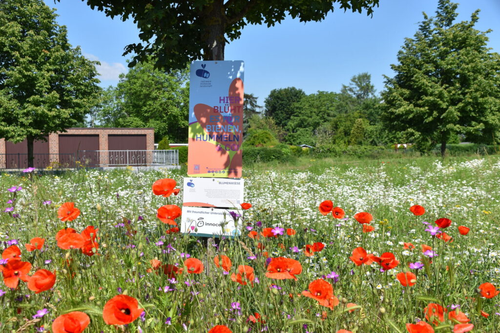 BienenBlütenReich-Projektfläche. Durch eine Firmen-Blühpatenschaft ermöglicht. Foto: J. D’Alvise