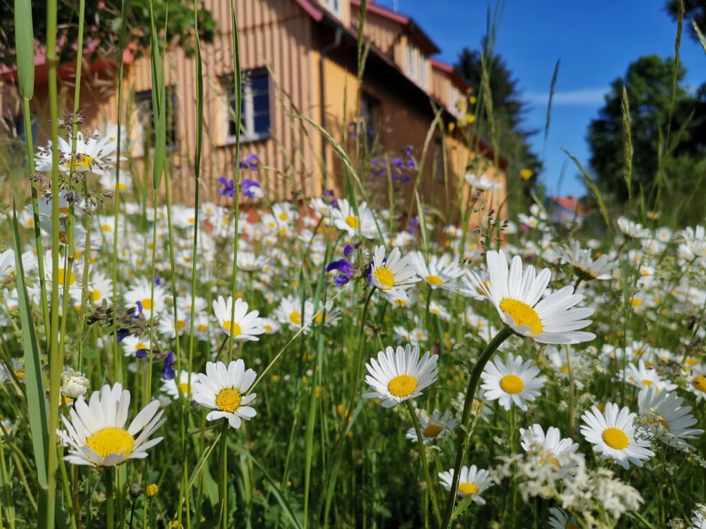 Margeritenwiese extensiv in Rosenfeld, Fischermühle. M. Holler