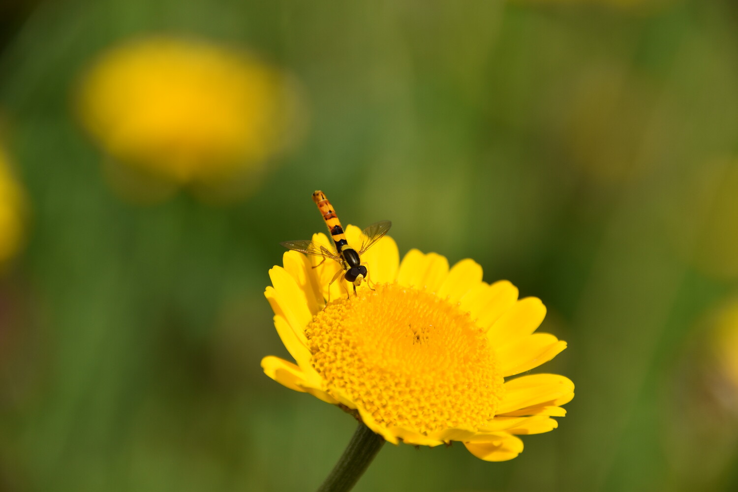 Schwebfliege auf einer Färberkamille. Mit heimischen Wildpflanzen können die unterschiedlichsten Tiere angelockt und gefördert werden. Foto: Janina D’Alvise