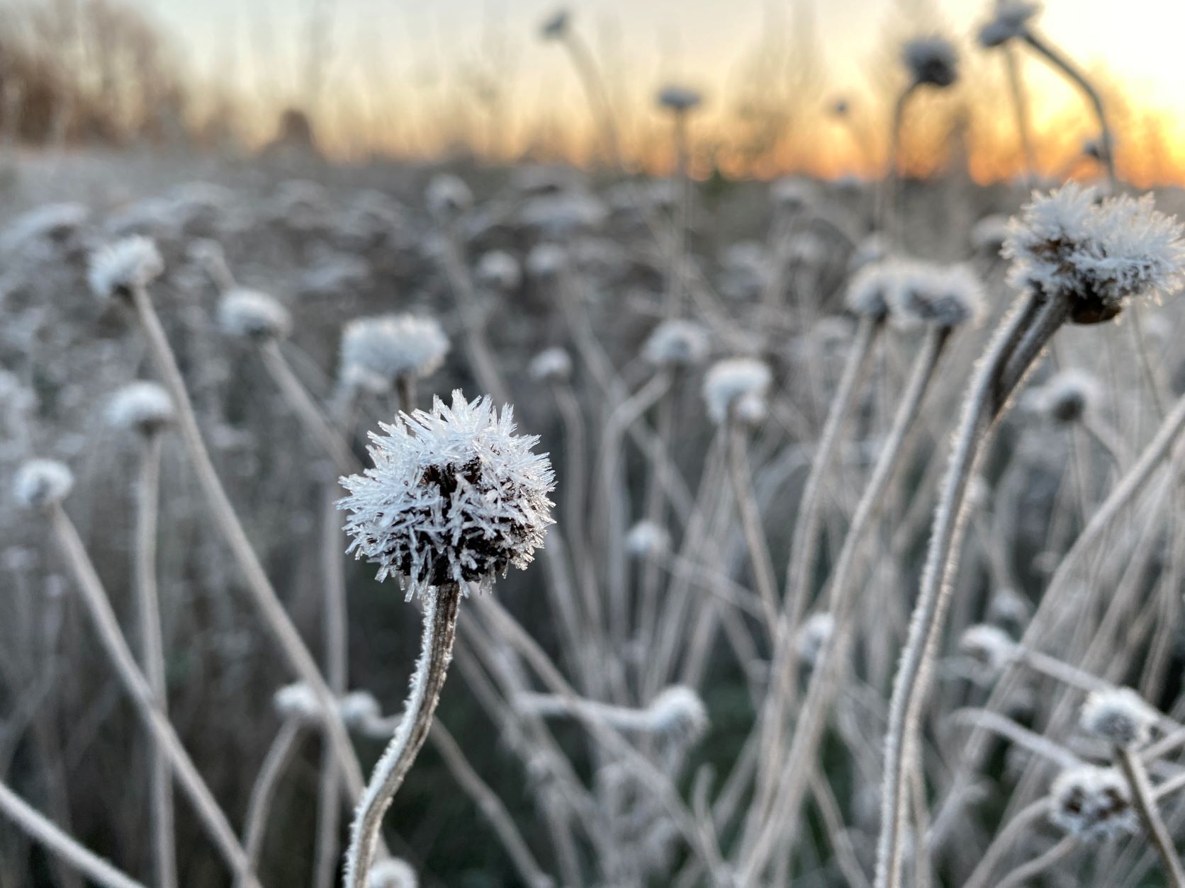 Einzigartige Blütenstände. Foto: Jochen Kanders