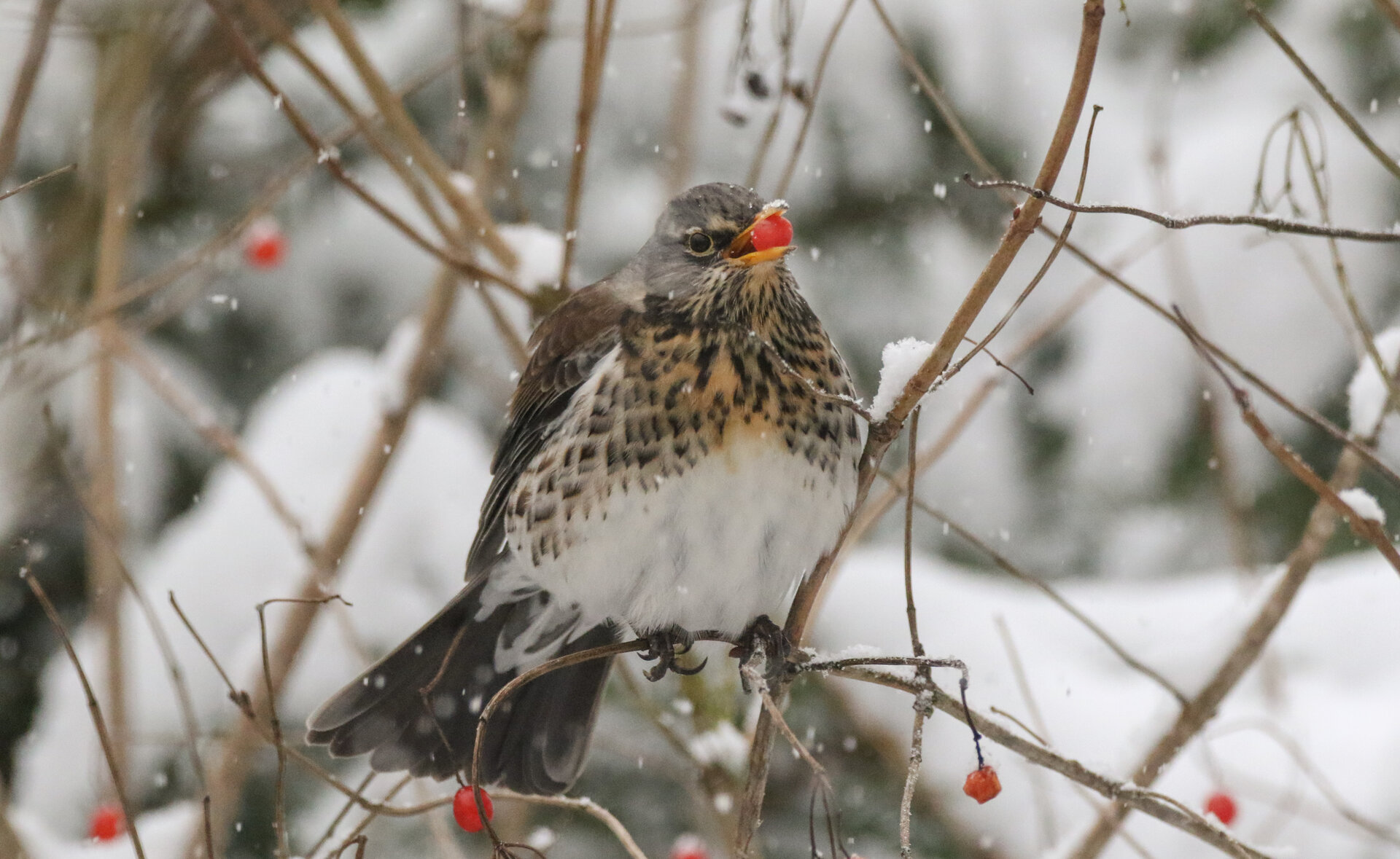Tierische Winterbesucher, Foto: Jörg Konrad