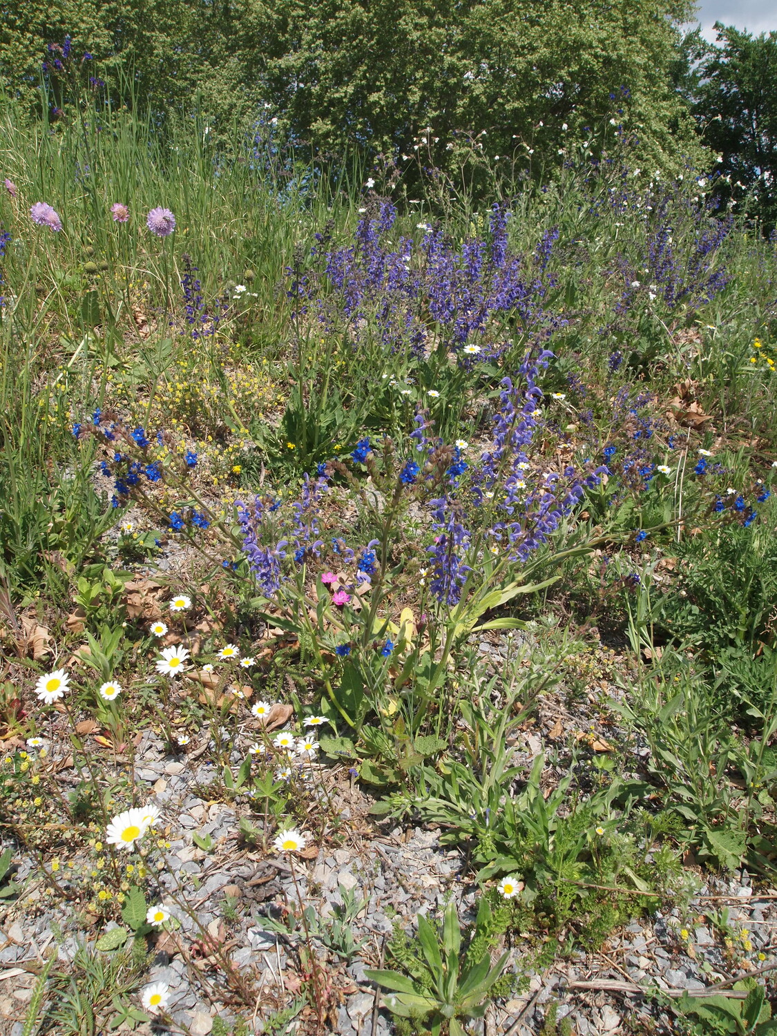Schotter als Substrat für heimische Wildblumen. Weil viele konkurrenzstarke nährstoffliebende Pflanzen nicht auf Schotter zurechtkommen, können selten gewordene heimische Wildpflanzen durch den gezielten Einsatz von Schotter gefördert werden. Foto: Leon Wurtz