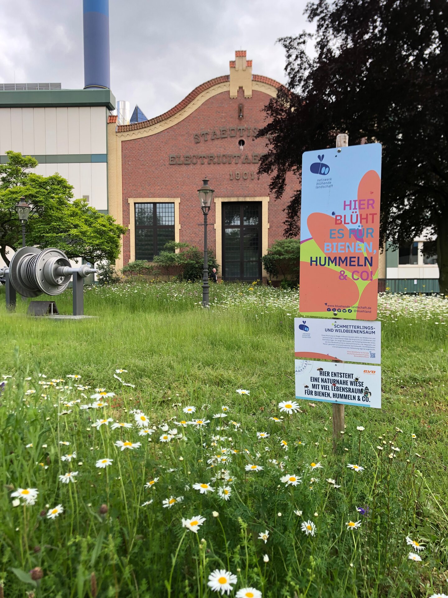 Linda-Trein_Blumenwiese_Energieversorgung-OberhausenIMG_9078