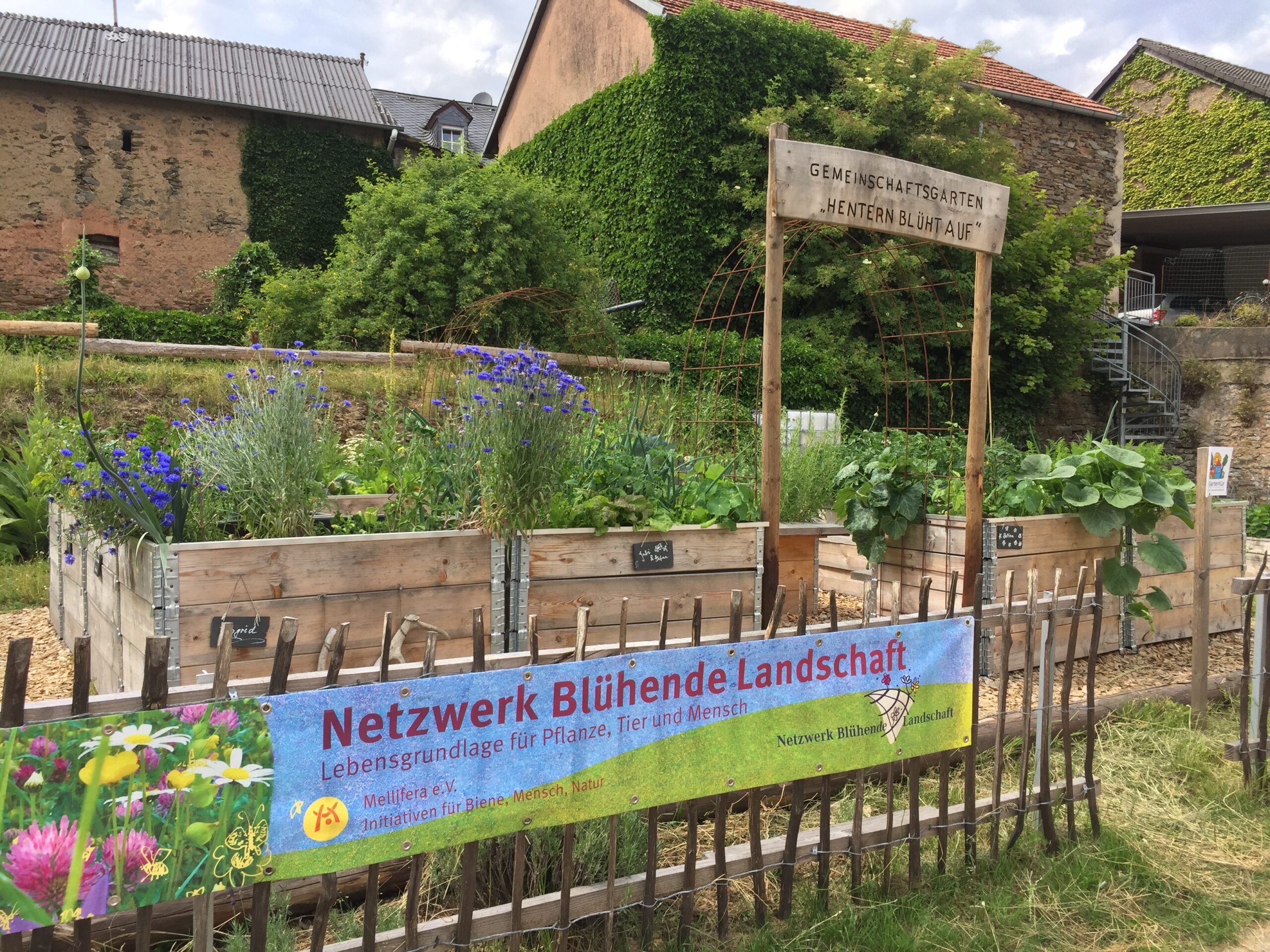 Rita-Schwaab_RG-Hentern-blueht-auf_Dorfgemeinschaftsgarten