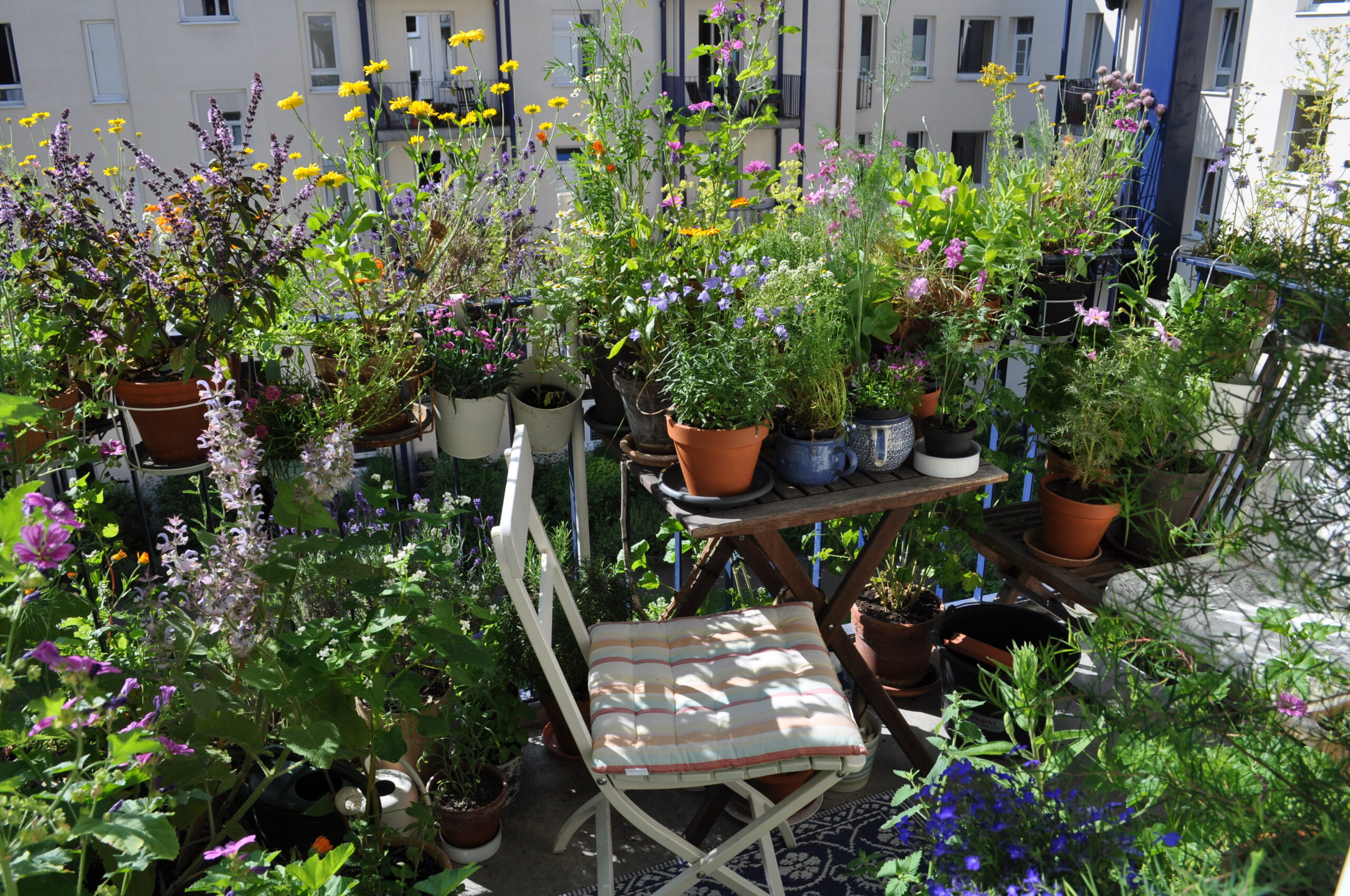 Wilde Balkonblüten, Foto: Stefanie Binder