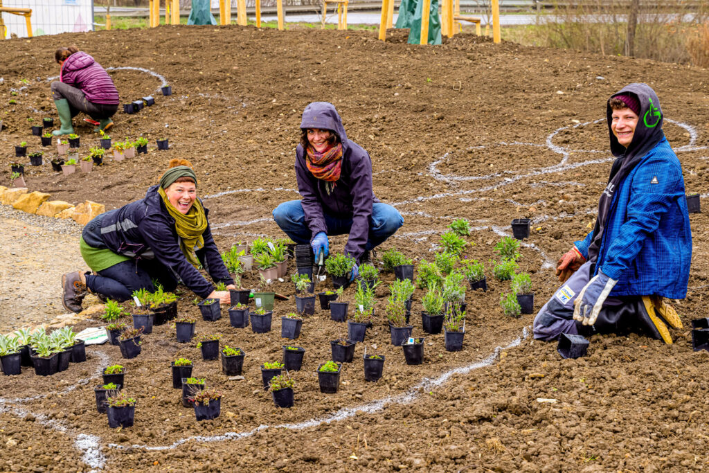 Wildstaudenpflanzung in Kommunen