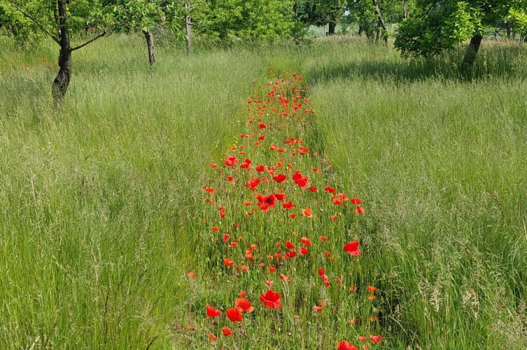Claudia Blauert_Blumenwiese_Klatschmohn
