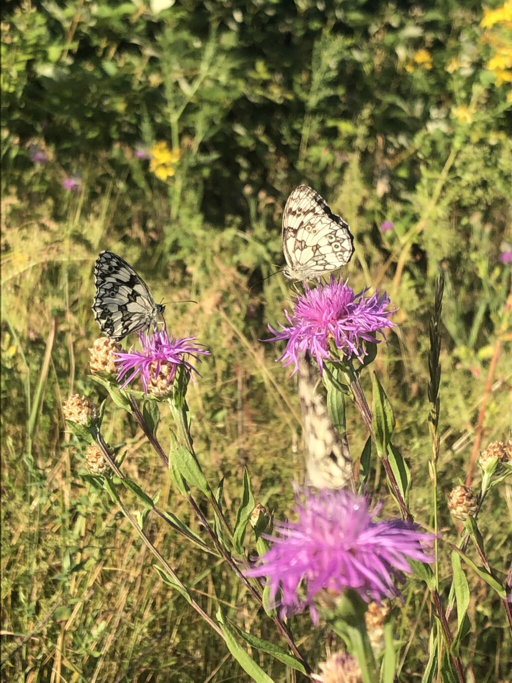 D51801E8-5FEA-4F68-8A58-D5BA0387AC3E