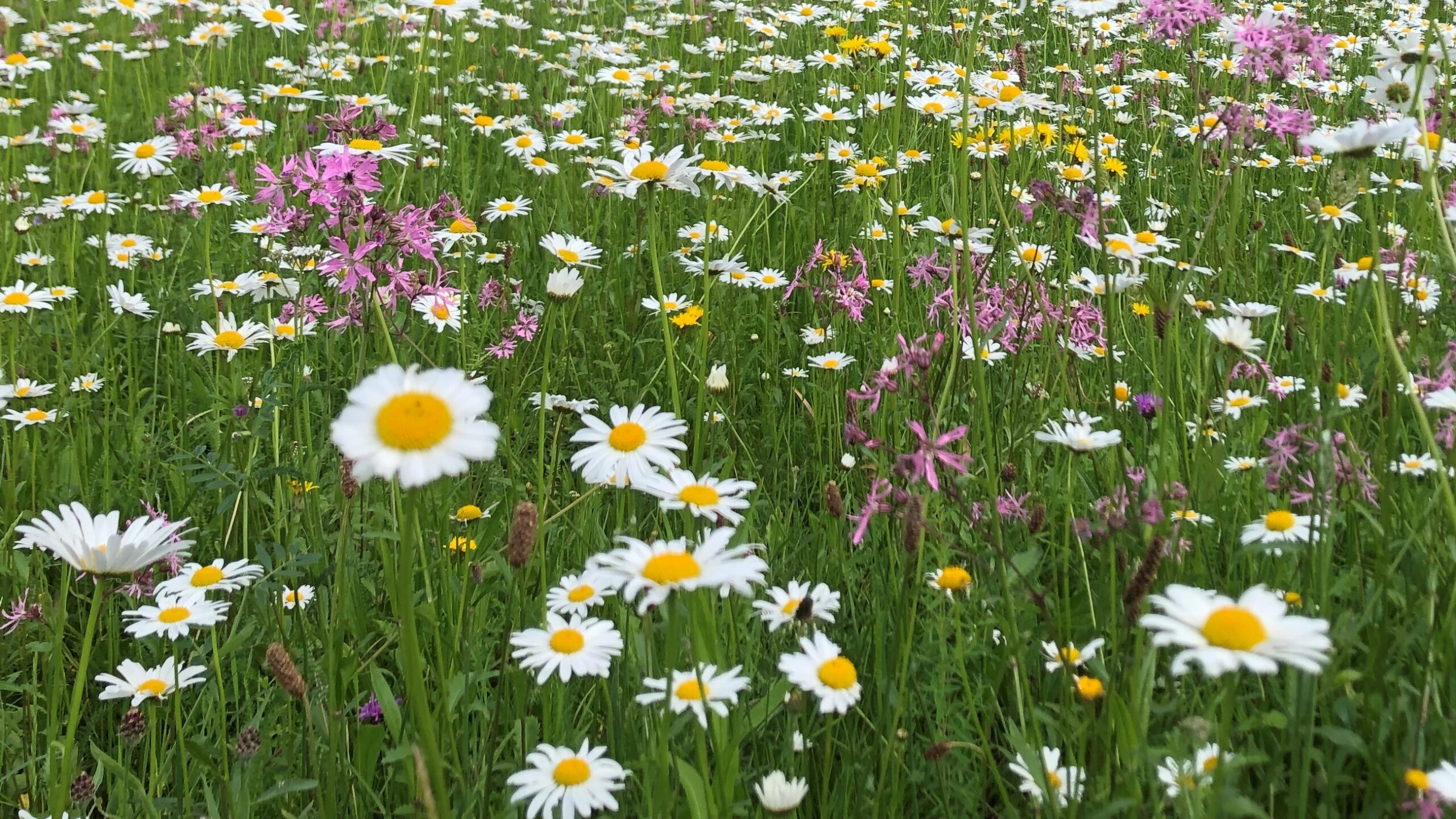 Linda Trein_Blumenwiese_Energieversorgung OberhausenIMG_9077