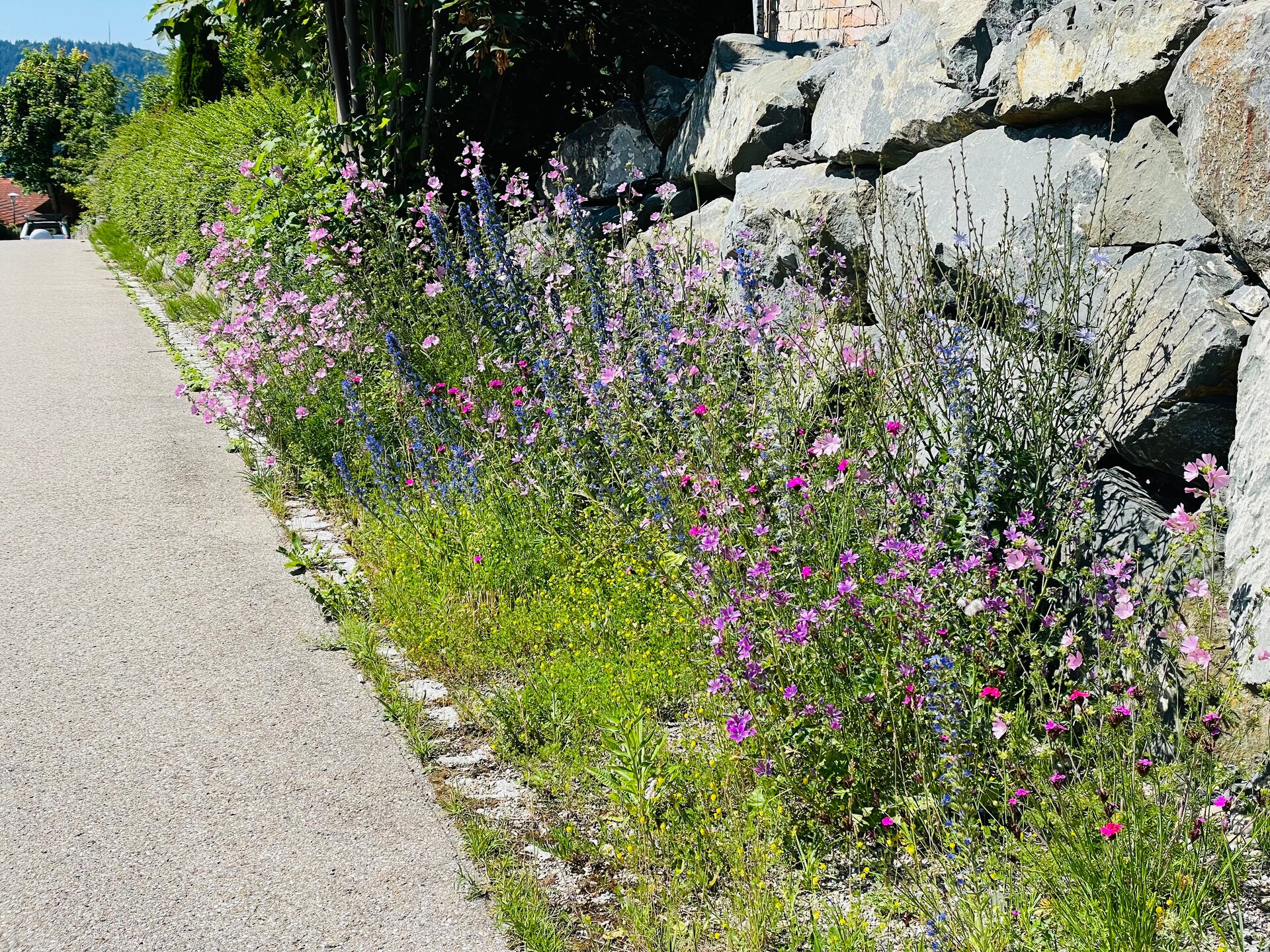 Schmetterlings- und Wildbienensaum in Oberstaufen. Foto: Matthias Wucherer