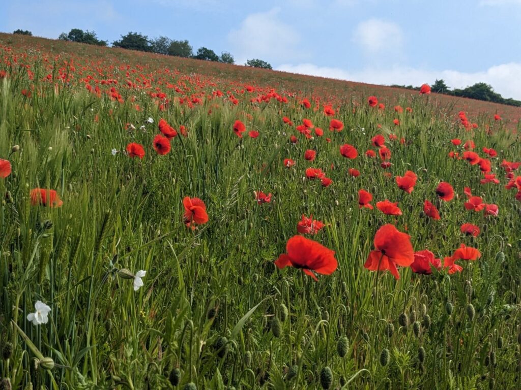 Stefan-Schueler_KOOPERATIV-1