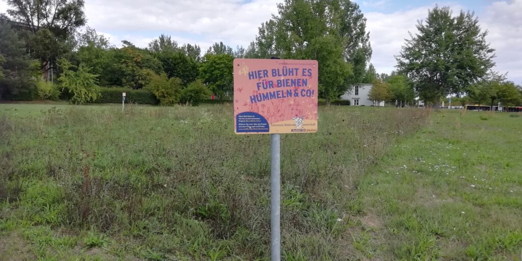 Tiziana-Bellomo_Bluehflaeche_Flughafen-Dresden