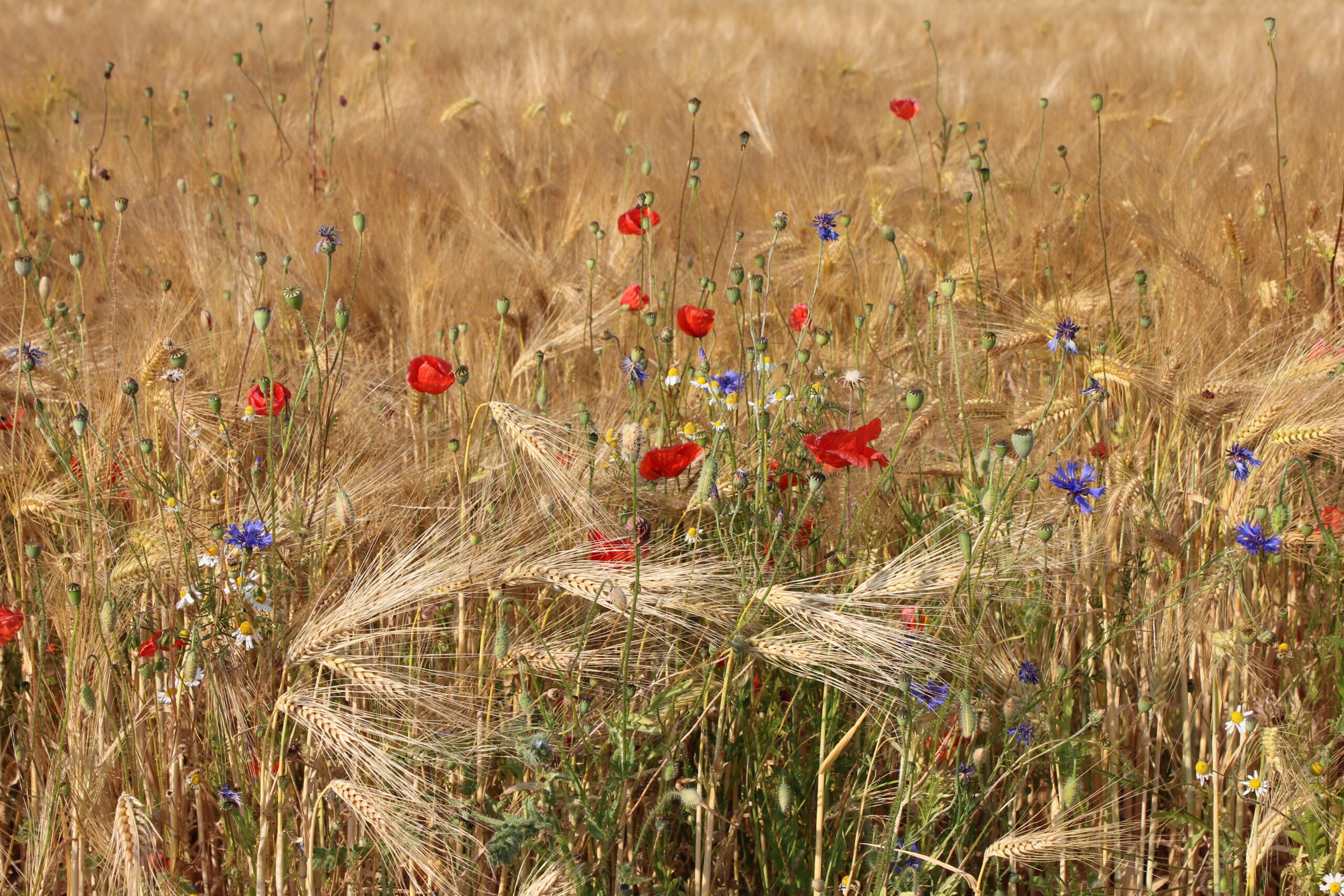 Wilde Äcker - Schonzone, Weite Reihe & Co. Foto: Anne Lübbing