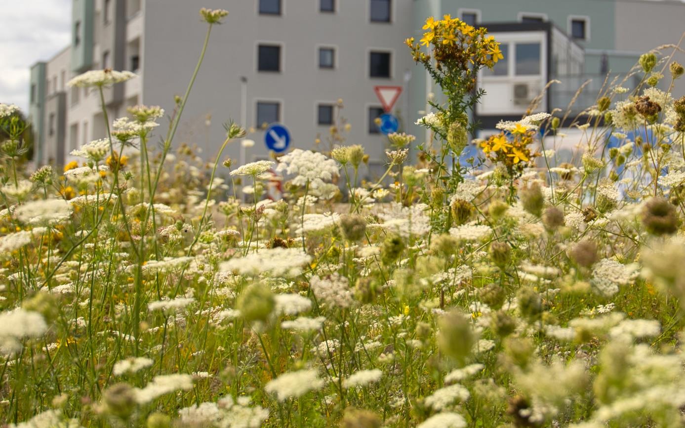 Öffentliches Bunt statt öffentliches Grün. Foto: Maria Belicevska-Stein