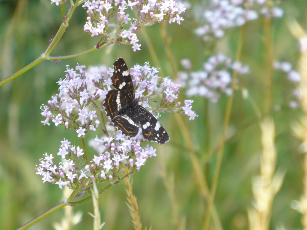 Insekten und Wildblumen genau betrachtet: Danielle Barthel