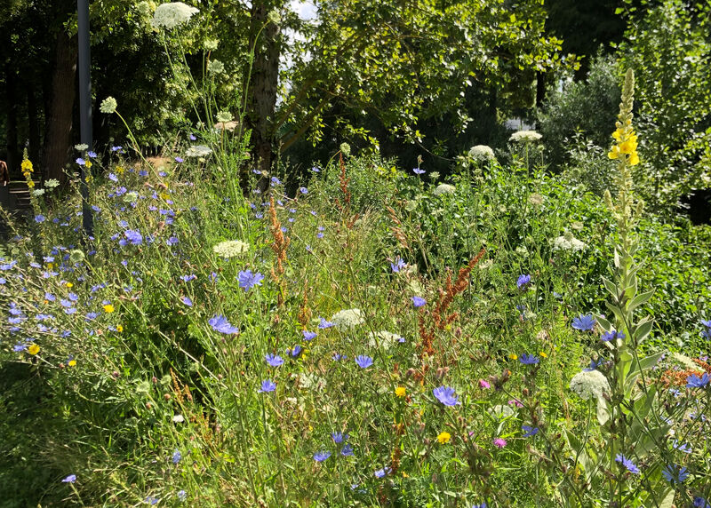 Linda Trein_Schmetterlingssaum_Balingen_Gartenschau