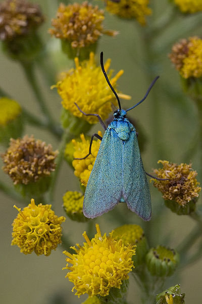 ampfer-grünwidderchen Bild