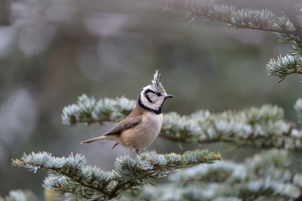 Tierische Winterbesucher: Andreas Huck