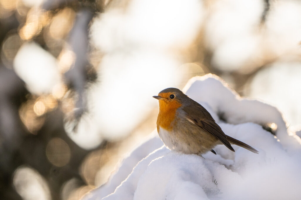 Tierische Winterbesucher: Andreas Huck