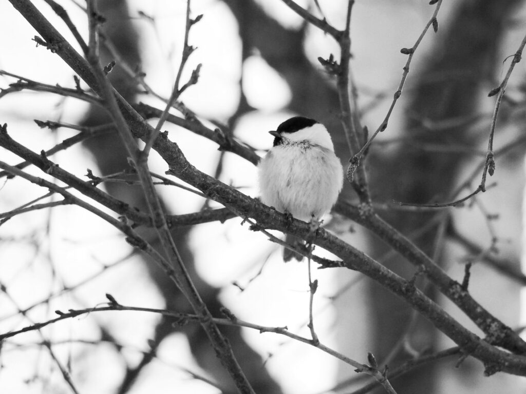 Tierische Winterbesucher: Freya Lahmann