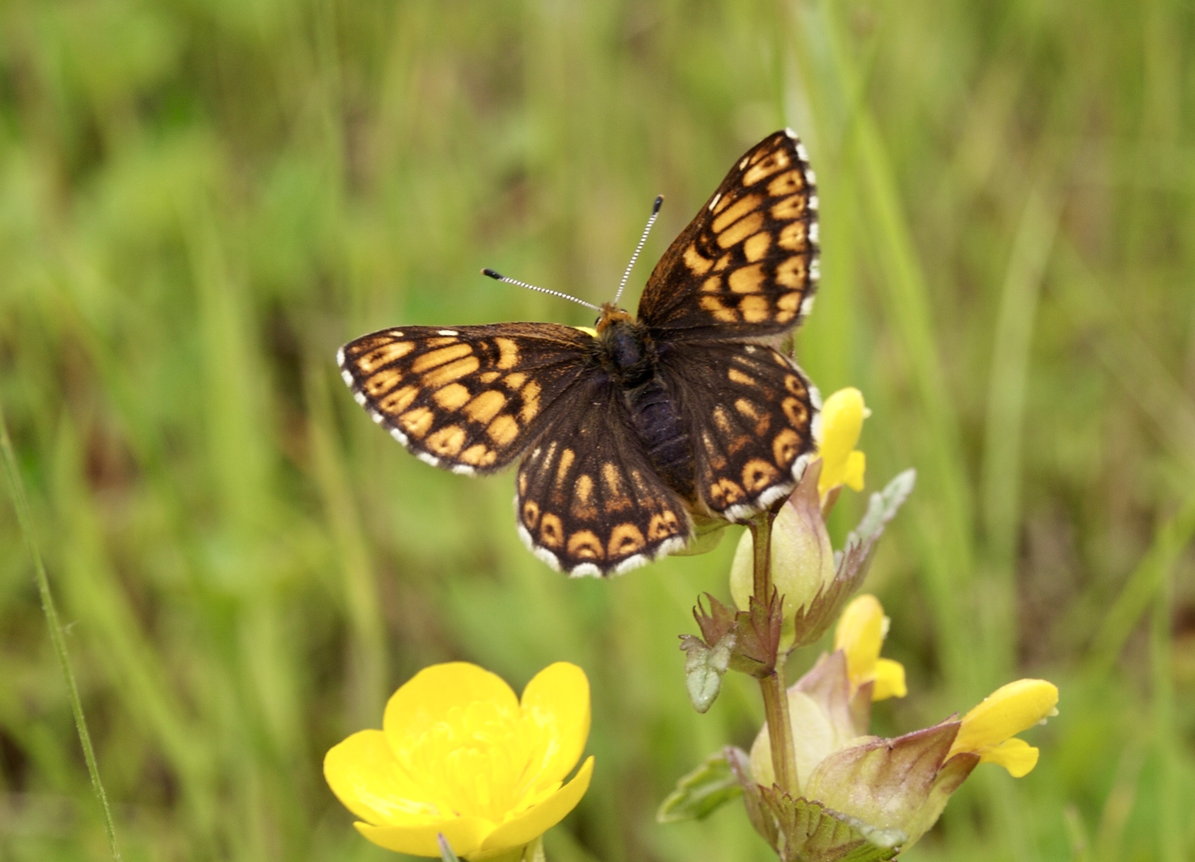 Schmetterling auf Blüte