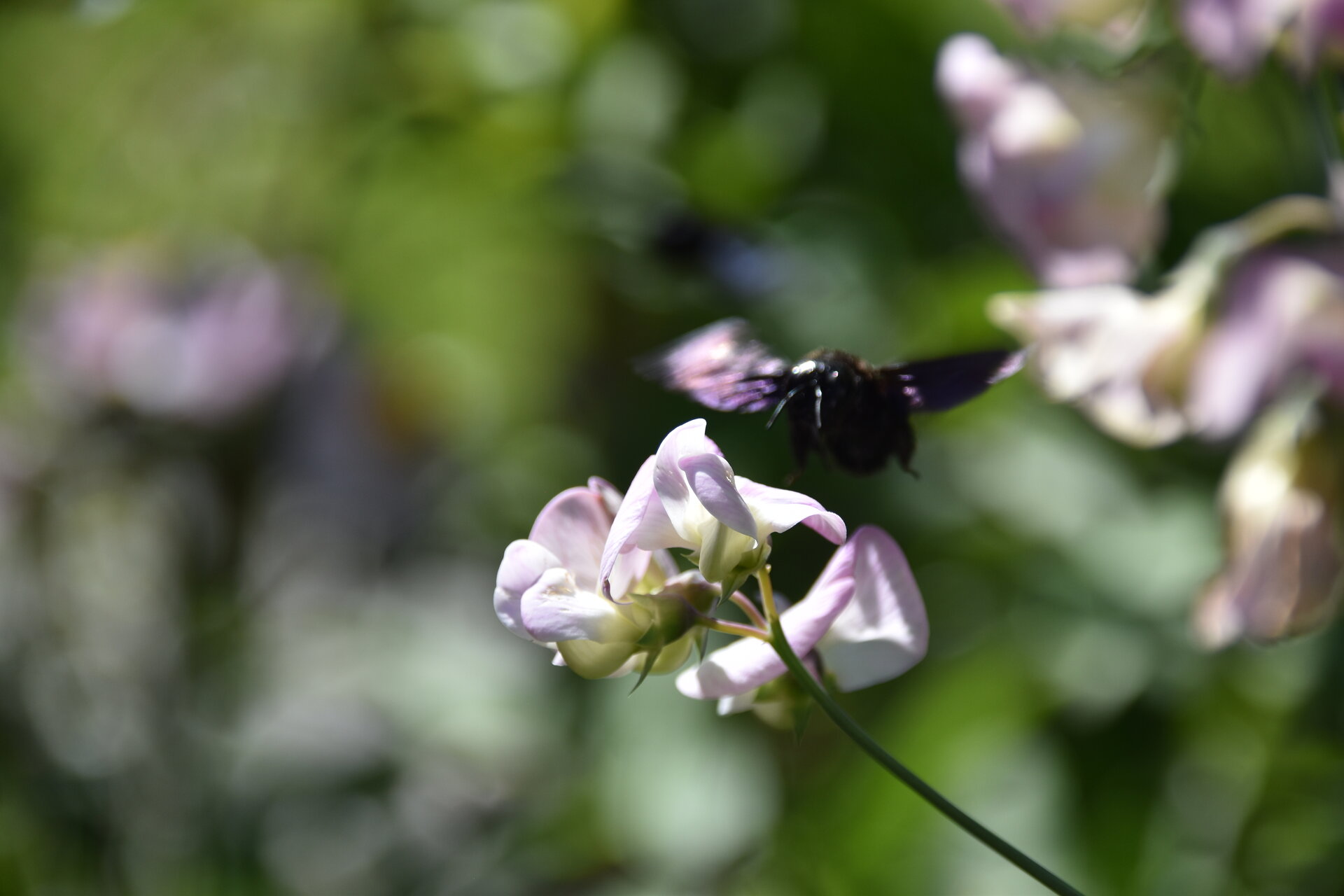 Janina-DAlvise_Fotowettbewerb2023_Herbstblueten_1