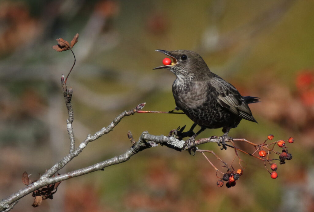 Tierische Winterbesucher: Jörg Konrad