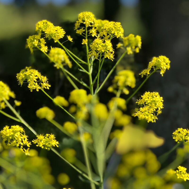 Katja Nickl_Färberwaid