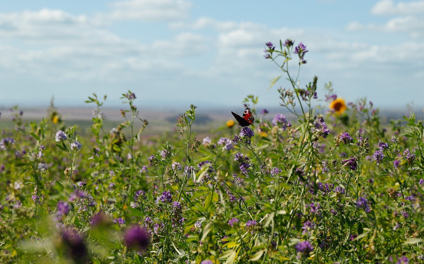 Maria-Belicevska-Stein_Fotowettbewerb2023_Wilde-Saeume-Bunte-Streifen_1