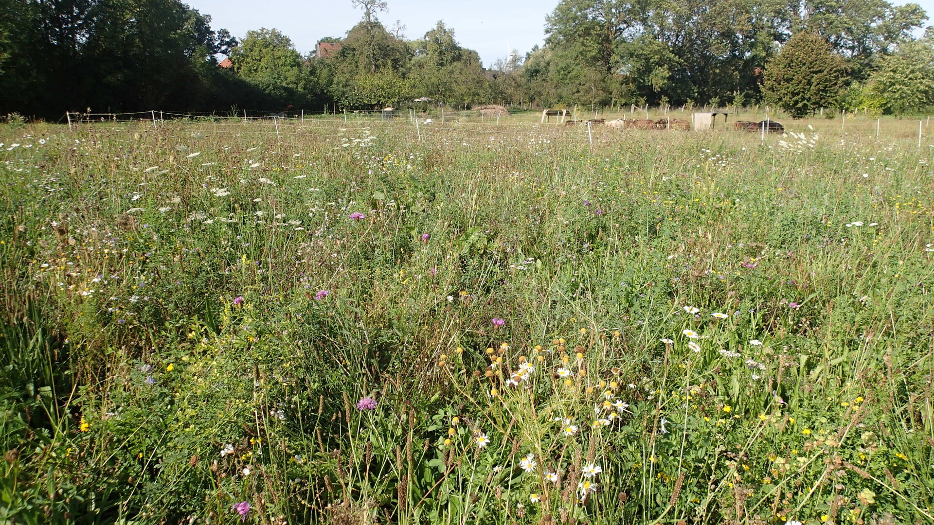 Marius-Fink_BluehLand-fett-8