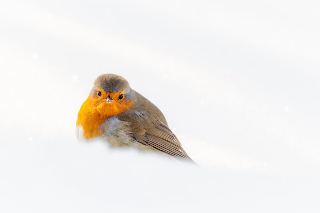 Tierische Winterbesucher: Volker Sander