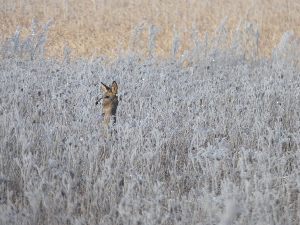 Tierische Winterbesucher: Michael Boder
