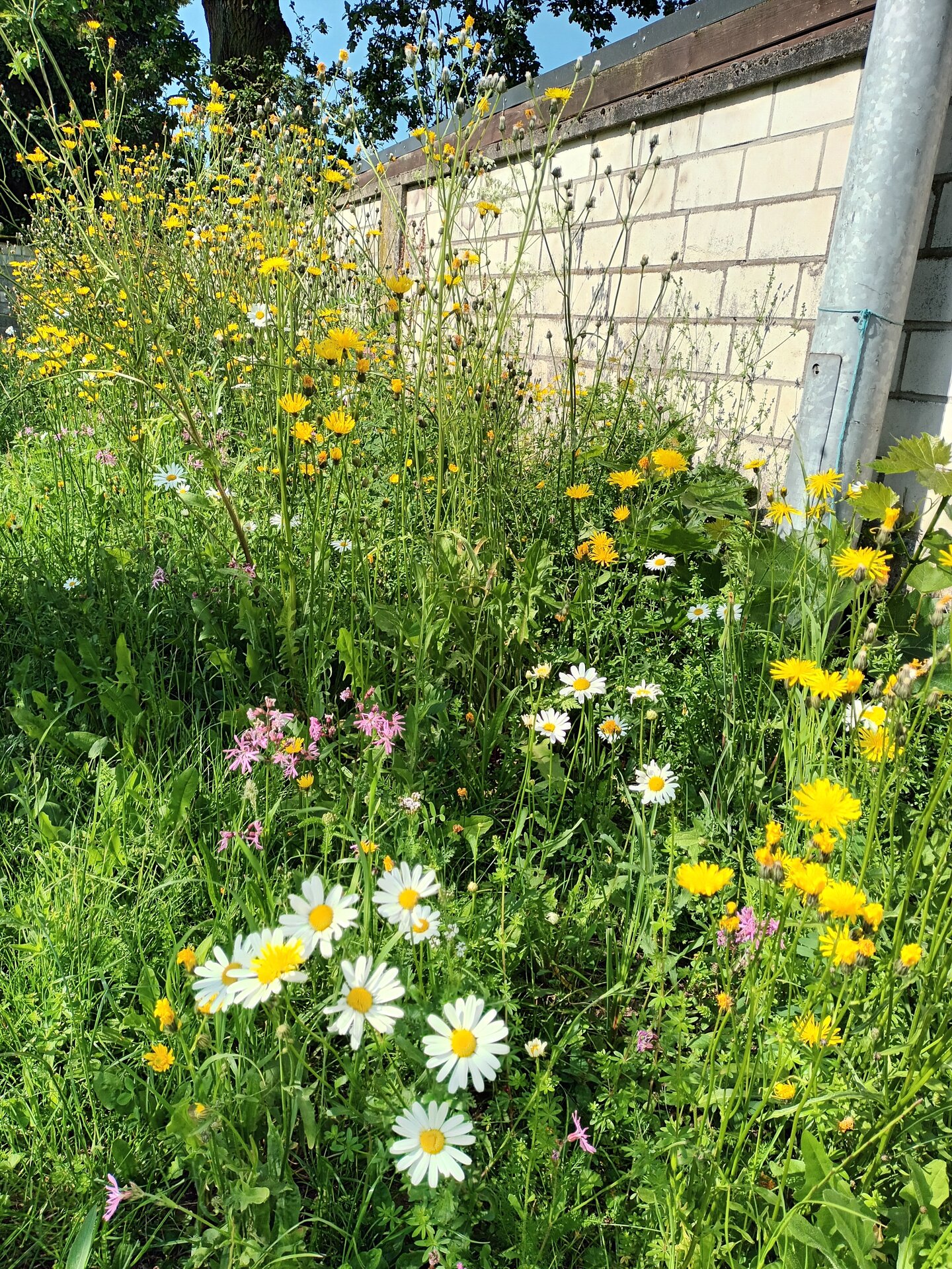 Blumenwiese im 2. Standjahr der KiTa Ziegelsteinchen in Oberhausen. Foto: Linda Trein