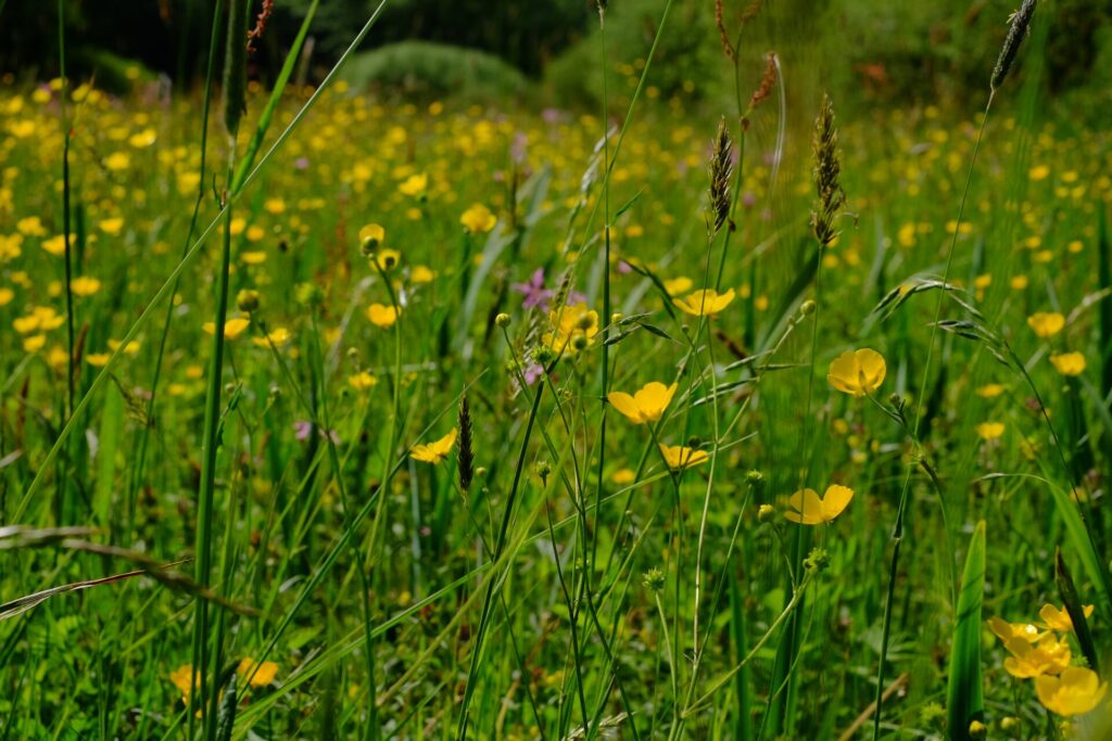 Artenreiche Wiesen: Michael Krüger