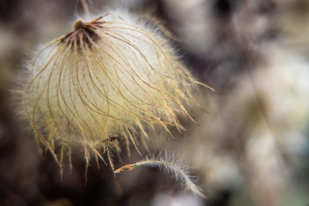 Einzigartige Blütenstände: Andreas Huck