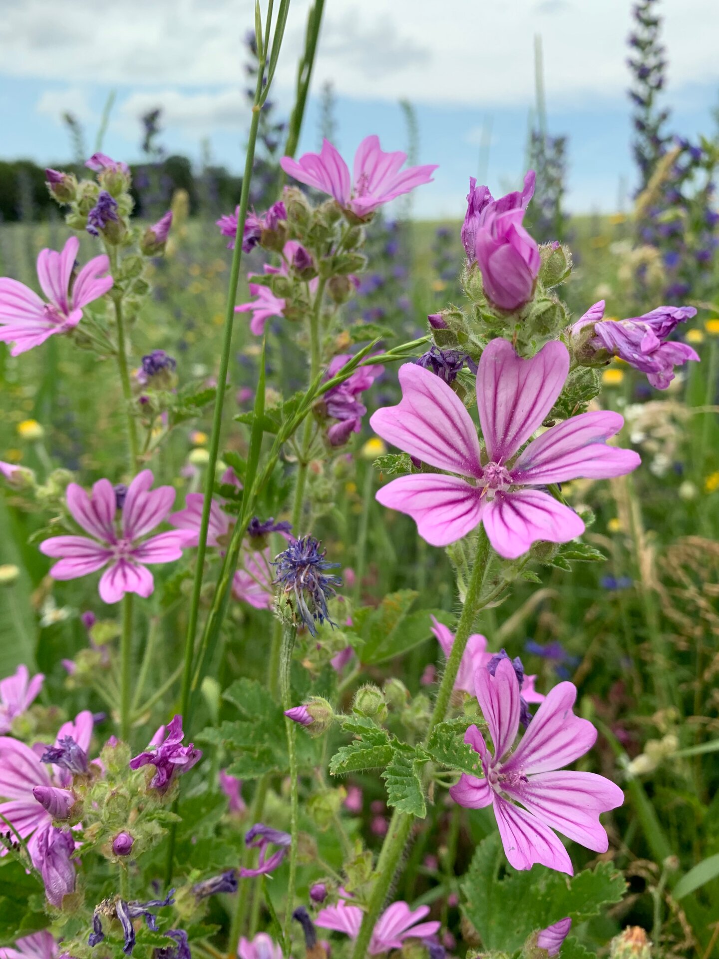 Wilde Malve in der Blühenden Landschaft. Foto: Andreas Kramer