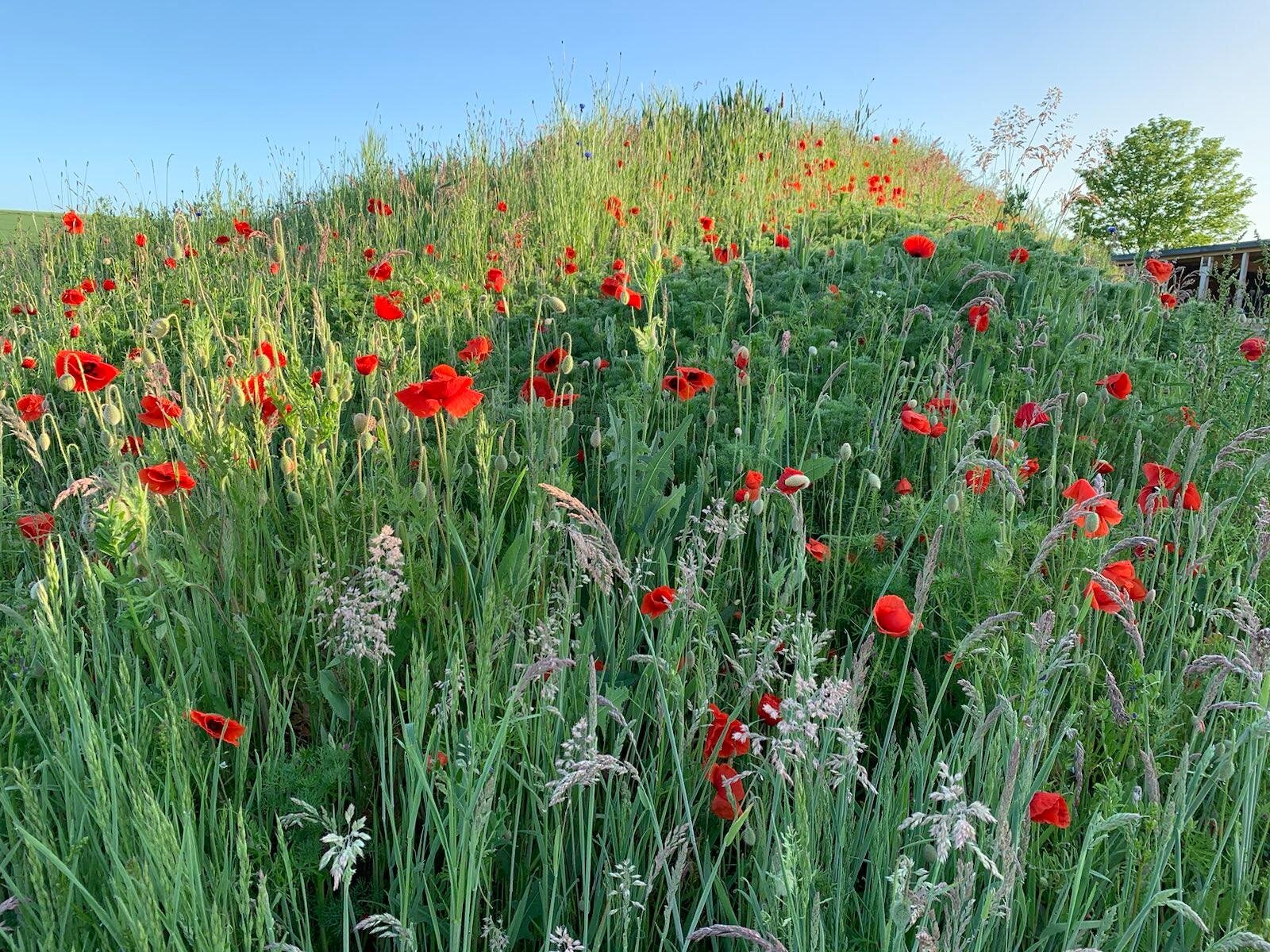 Erdhügel im Frühjahr 2023 nach der Spätsommeransaat. Foto: Andreas Kramer