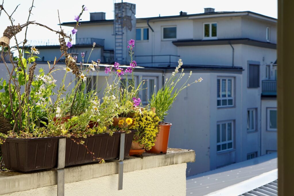 Wilde Balkonblüten: Angelina Bienhüls