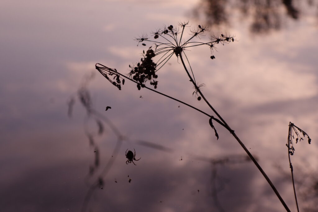 Heimische Blüten im Garten: Anne Lübbing