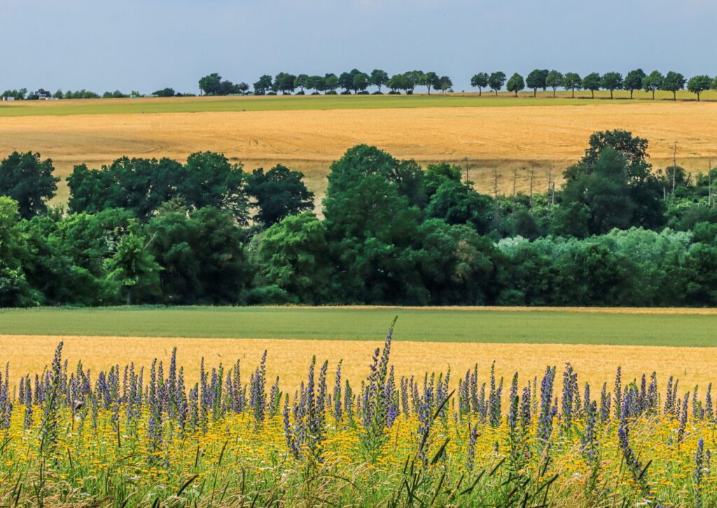 Wilde Äcker: Bärbel Hertrampf