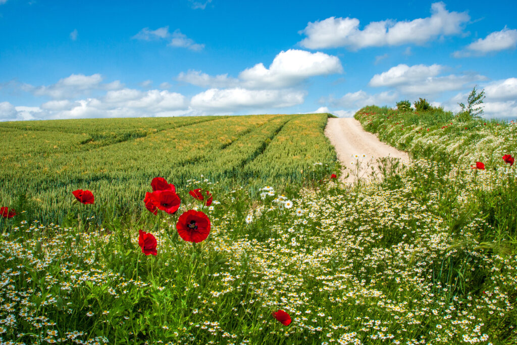 Wilde Äcker: Bernd Kupper