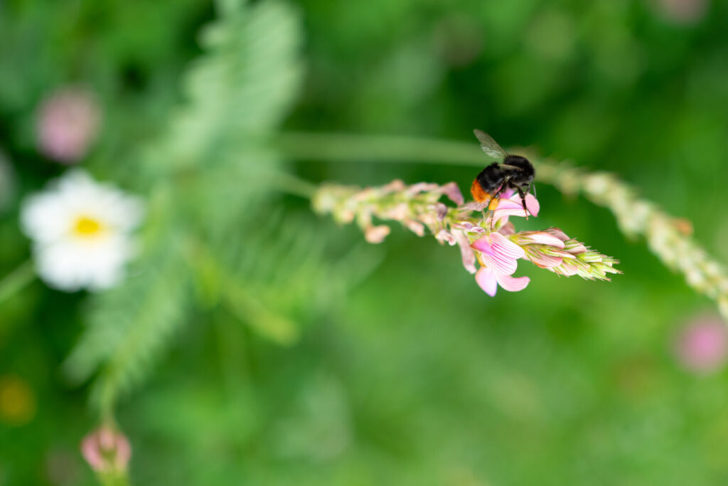 Insekten und Wildblumen genau betrachtet: Corinna Gratzl