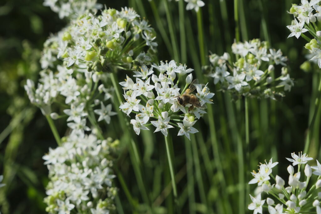 Heimische Blüten im Garten: Carmen Schramm